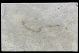 Cretaceous Soft-Bodied Worm (pos/neg) - Hakel, Lebanon #70145-1